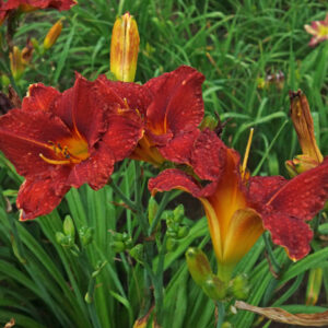 OLALLIE LUCY'S LOVE (7-07) (VT)