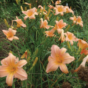 OLALLIE MACK