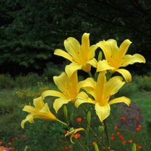 OLALLIE NORMA JEANNE (09-13)