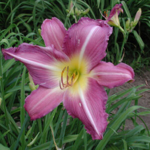 OLALLIE PERKY PURPLE