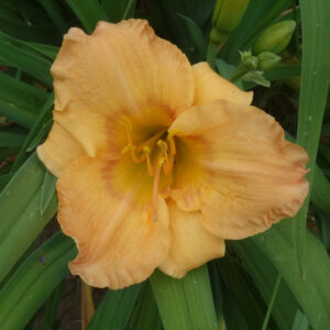 OLALLIE ROMA AMELIA (6-11)