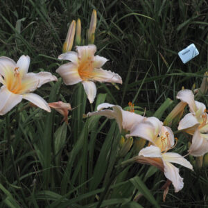 OLALLIE ROSEMARY BURGESS(1-20-2016)