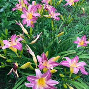 OLALLIE TIFFANY SRECA (4-7-2022)