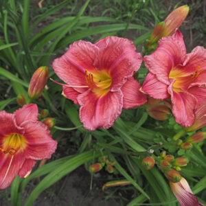 OLALLIE TRIXIE (65-34-2014)