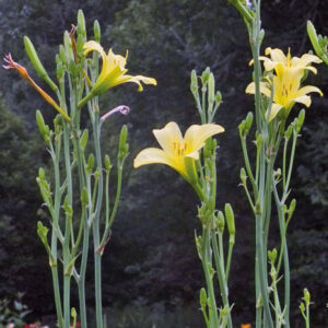 OLALLIE VICTRIX