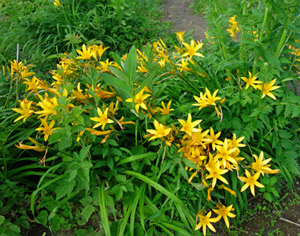 Extra Early Bloomers