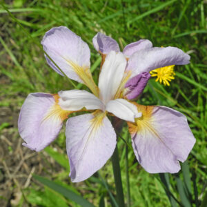 Iris siberica PARASOL