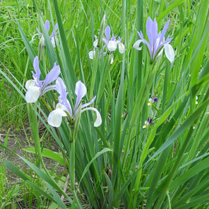 Iris iris lactea PLAINS IRIS