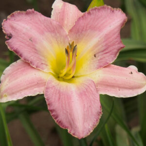 PRAIRIE PORCELAIN