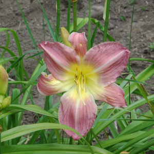 PURPLE FRAGRANCE (VT)