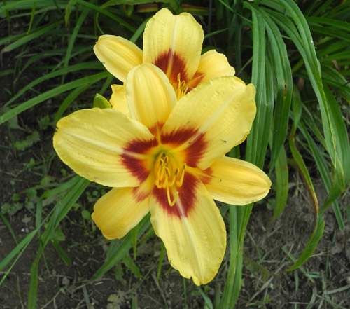 RUBY STAR (VT)