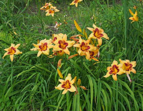 RUBY STAR (VT)