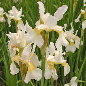 Iris siberica SNOW CREST