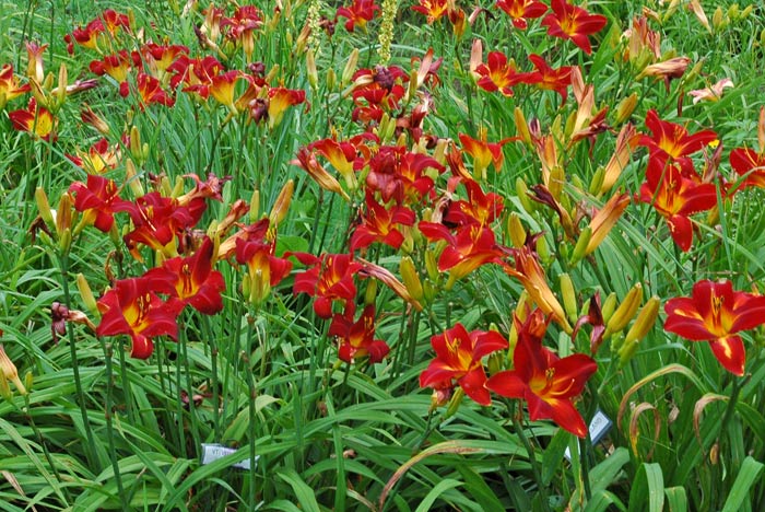 VIRTUALLY VELVET (VT)