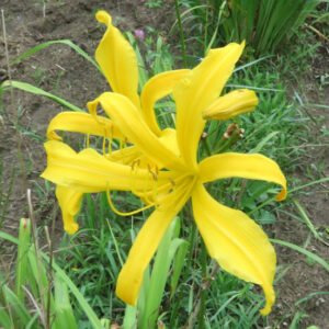 YELLOW PYGMY